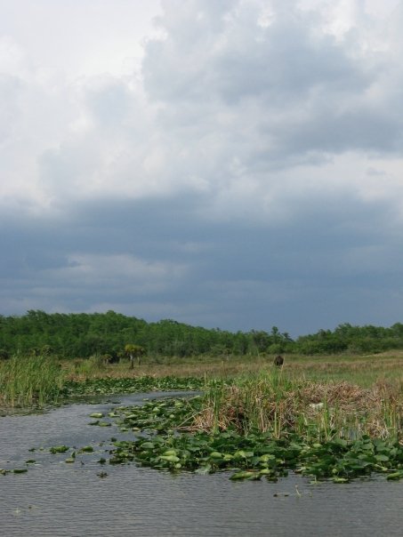 swamp2 swamp2