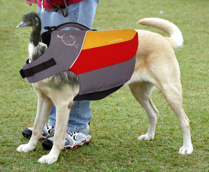 astral_birddog