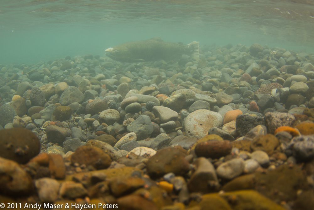 spawning-8