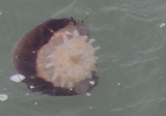 jellies