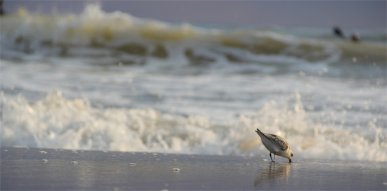 sandpiper